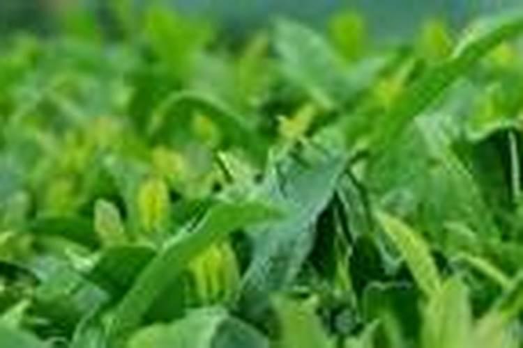 茶树什么时候施肥 茶树在什么时间施肥比较好？