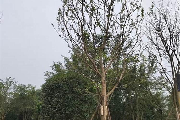 盆景创造主要有哪几种路径？这些途径分别在么时候使用？什