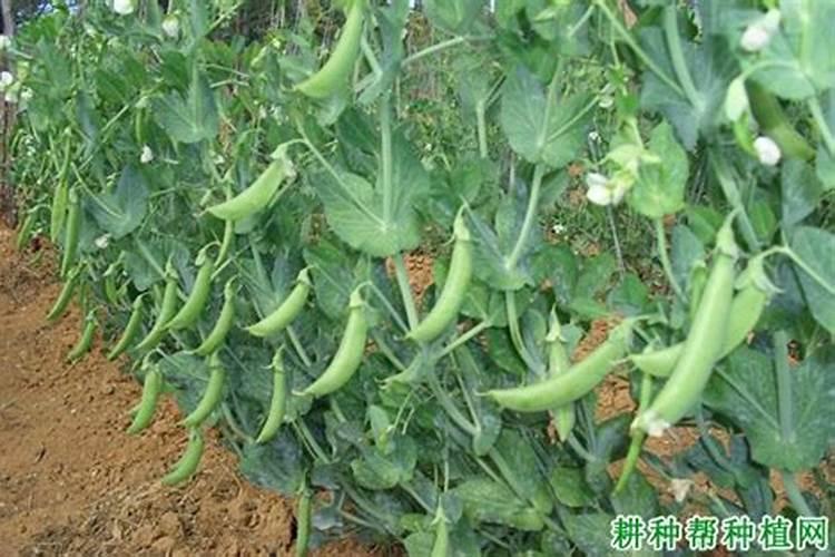 种豌豆用什么肥料最好