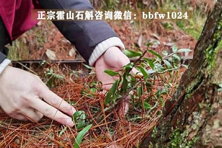 金针菇的生长周期是多长时间