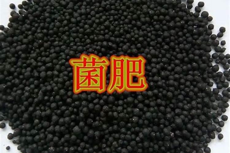 沙糖桔几月份打青苔