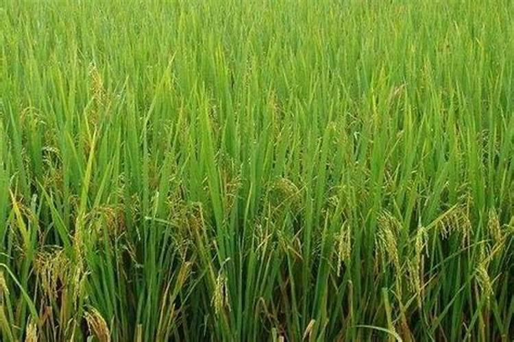 玉米一次性肥料哪个好