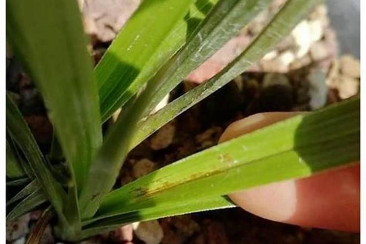 果树叶面肥过量如何挽救