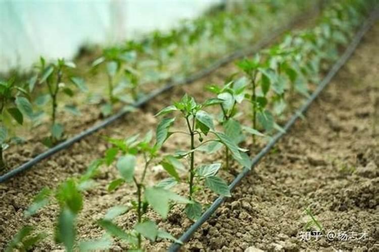 桂花树怎么浇水方法