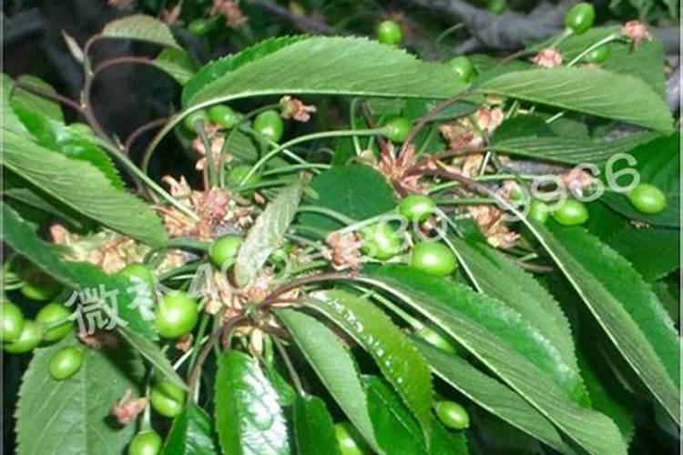 种桂花树土壤粘怎么改良