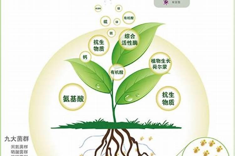 霸尔绿博是真的吗