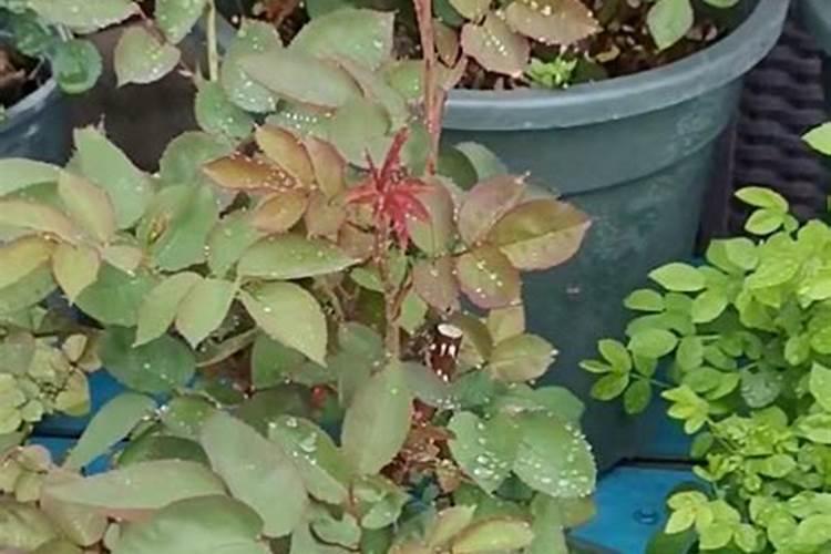 腐植酸水溶肥是什么？它有啥作用呢？