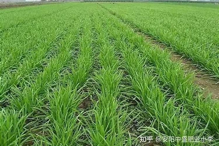 含腐植酸水溶肥料使用方法
