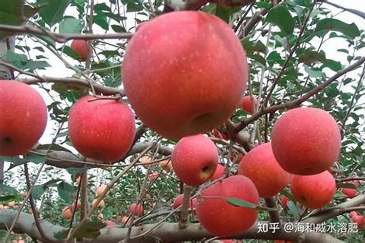 苹果树上什么肥料好