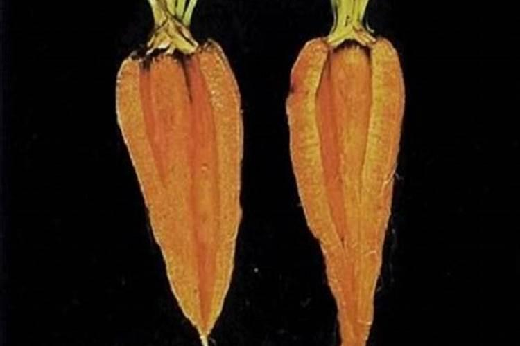 胡萝卜如何施肥最科学 选择什么肥料好