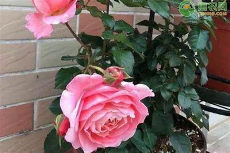 月季花可以用磷酸二氢钾肥吗(盆栽月季施什么肥最好)