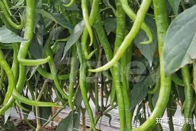 什么东西能最快促进树苗生长？