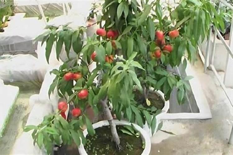 种植桃树的时候,哪些情况下需要喷洒叶面肥？