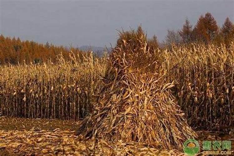 植物缺钾怎么补充。除了买钾肥,还能用什么办法解决？
