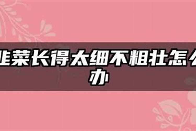 刚出的韭菜太细了怎么办