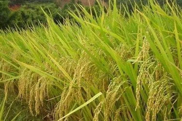 用芸苔素兑水加拌种剂拌大蒜种可以吗？有哪些好处？