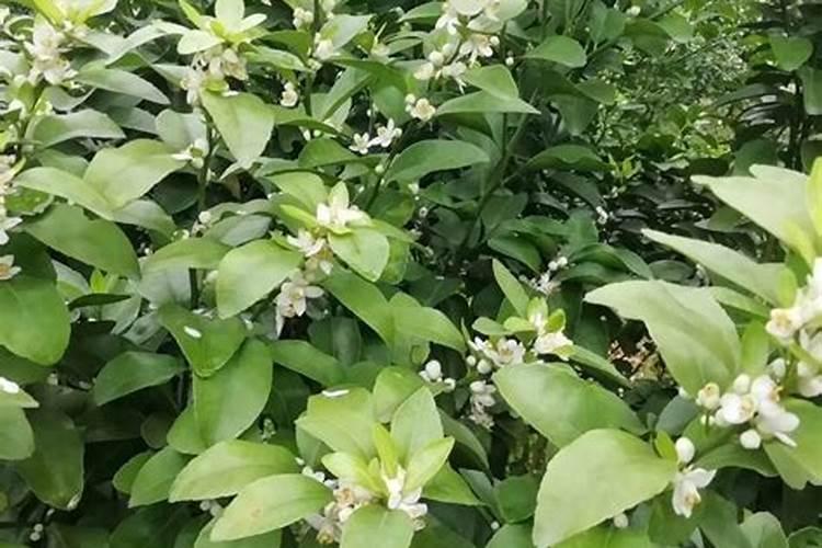 氮磷钾复合肥是什么肥料