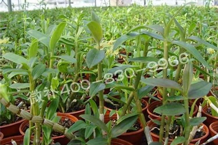铁皮石斛用什么肥料最好
