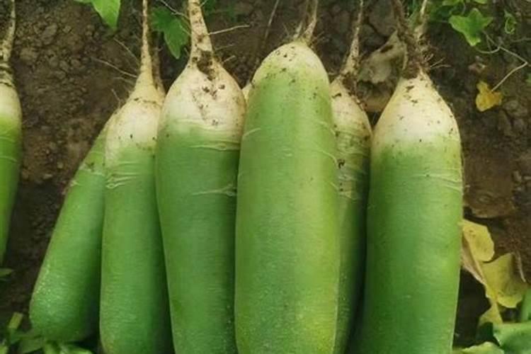 大蒜打什么药才粗壮,大蒜种植方法