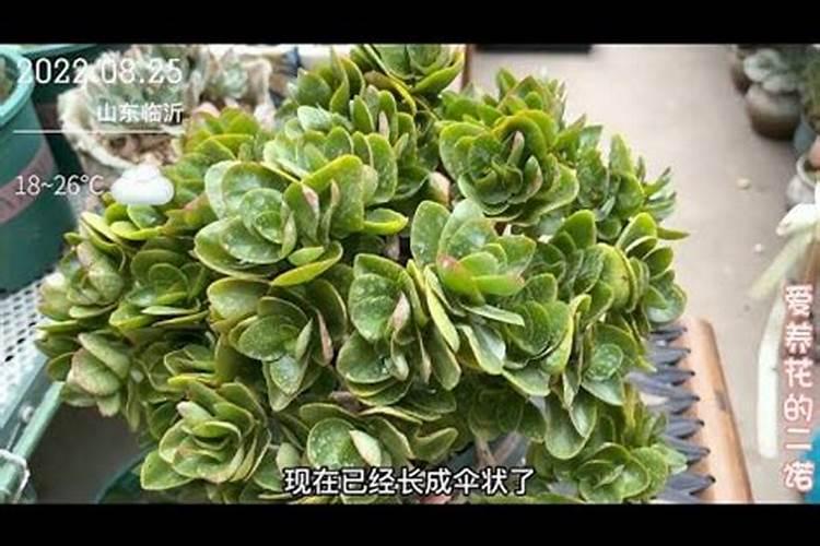 10月养长寿花,用4个方法促花,很快枝条长满花苞
