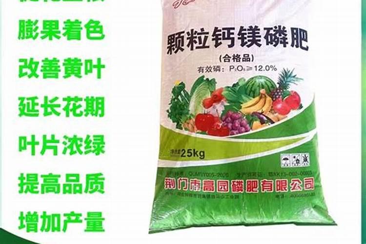 8月下旬种什么菜合适