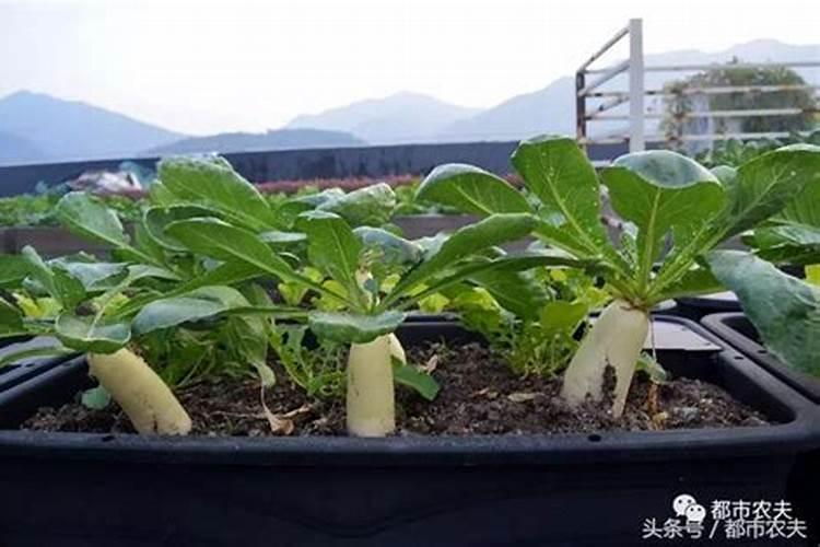 钙镁磷肥怎样用效果好 钙镁磷肥使用注意事项有哪些