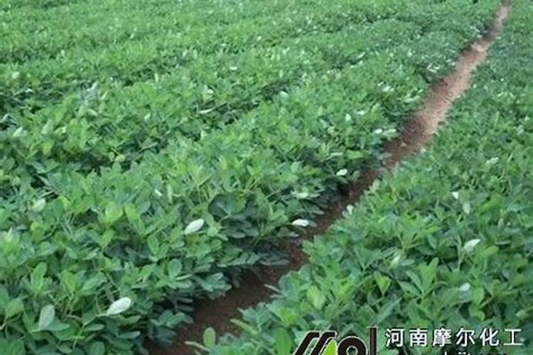 花生对于肥料的需求有哪些,哪种叶面肥可促花生高产