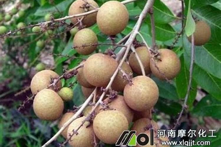红薯苗长出地面喷什么叶面肥最好？