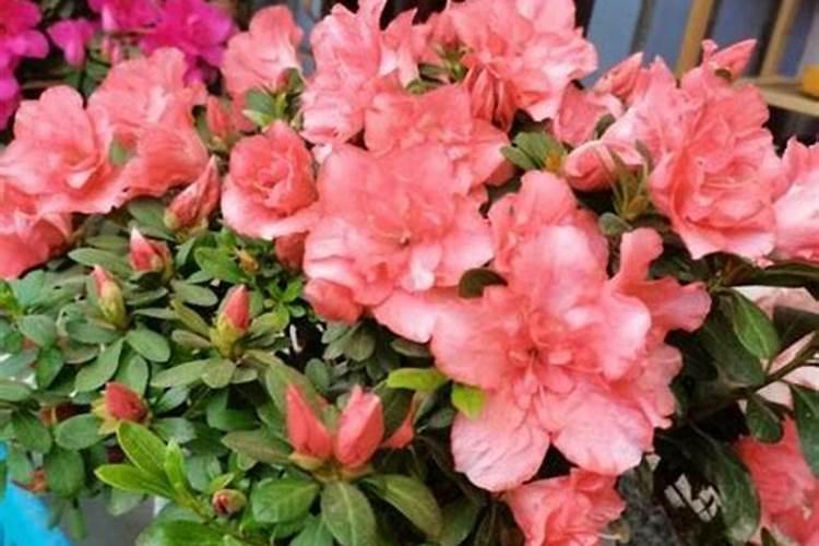 红薯苗喷什么叶面肥生长快,红薯苗什么时候种植好