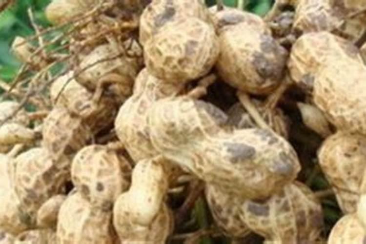 花生用什么叶面肥好 附种植方法