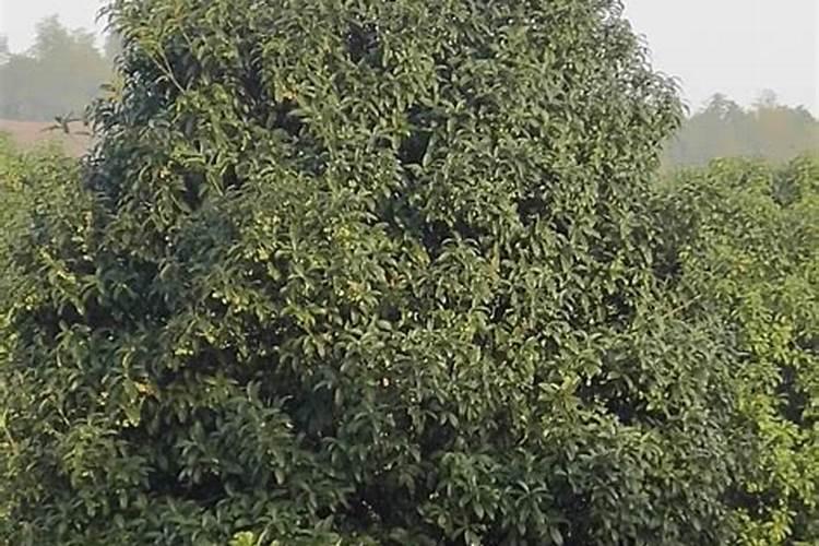 扶桑花浇什么肥料合适