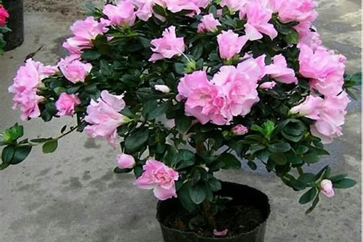 夏季如何给杜鹃花施肥