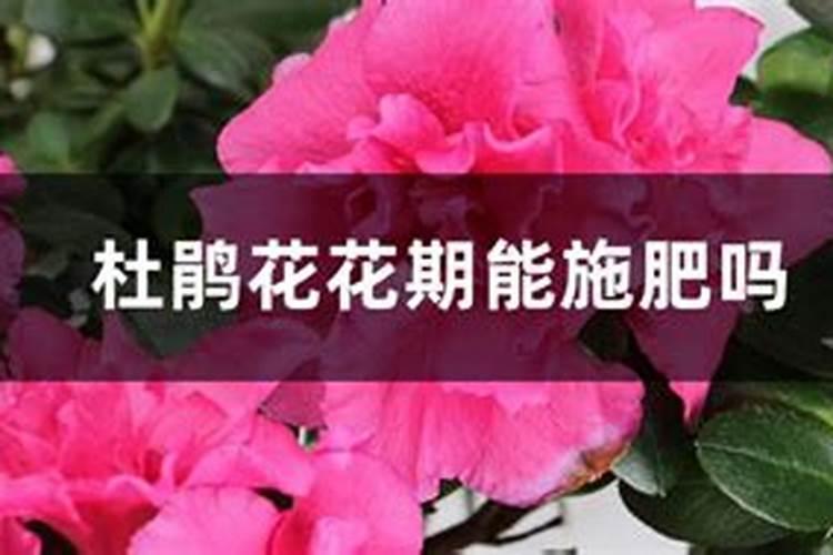 杜鹃花为什么到夏天就死了 夏季如何养殖杜鹃花