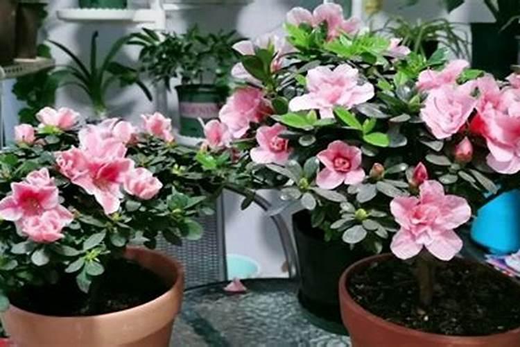杜鹃花如何施肥