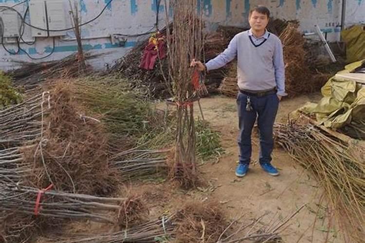 人参果树苗怎么种植