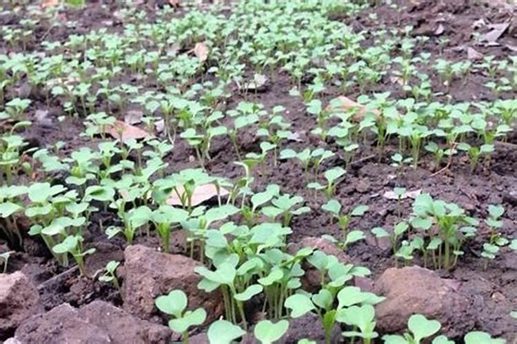 菜心施肥方法及注意事项 菜心施肥需要注意的地方
