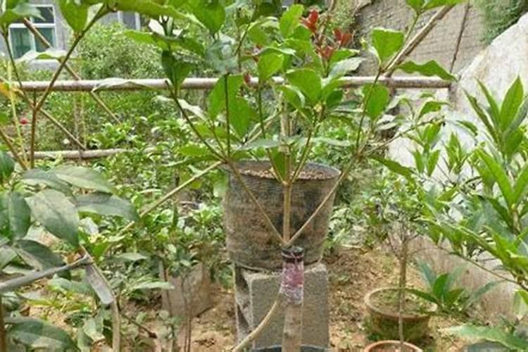 百合花可以用复合肥吗
