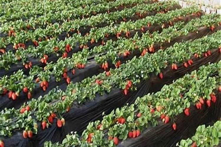 种草莓用什么肥料好