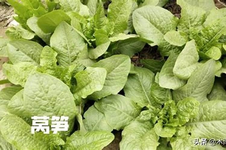 莴笋施肥用什么肥料
