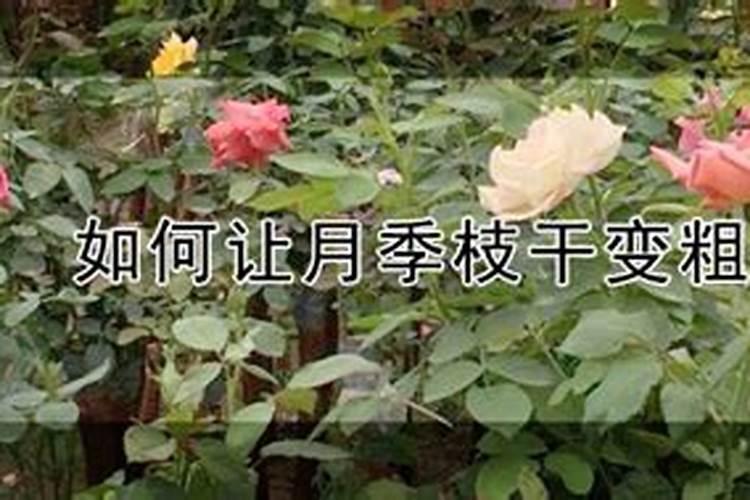 烟草在种植的过程中都是施用的哪些肥料？？？