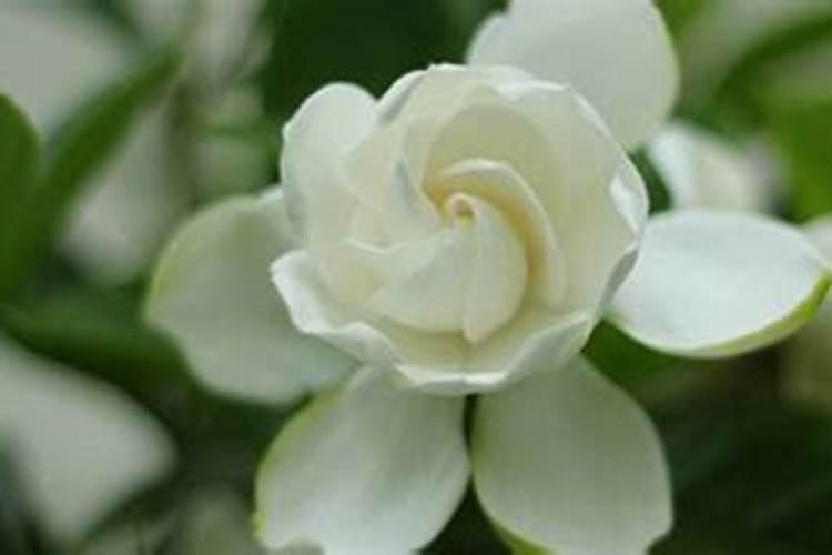 栀子树开花时可以打药吗？