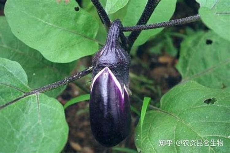 茄子施肥方法和注意事项 茄子施肥方法和注意事项有哪些