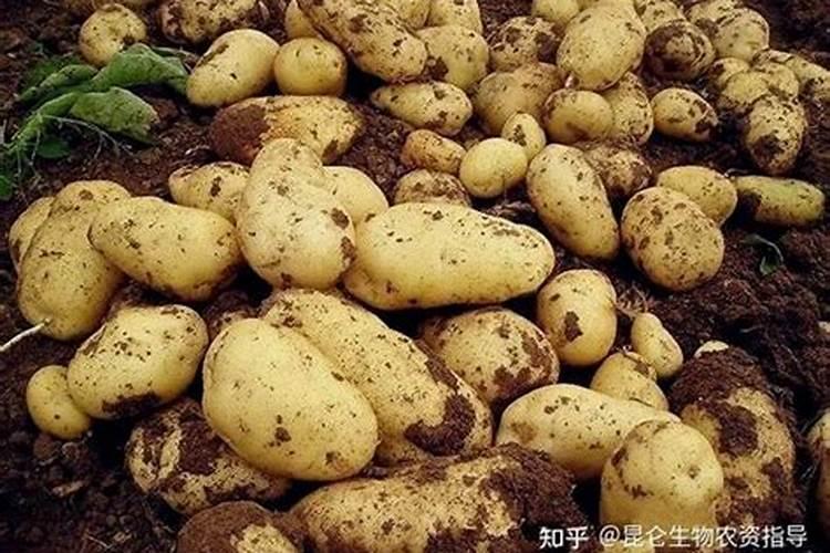 土豆几月份用肥,用什么肥料好？