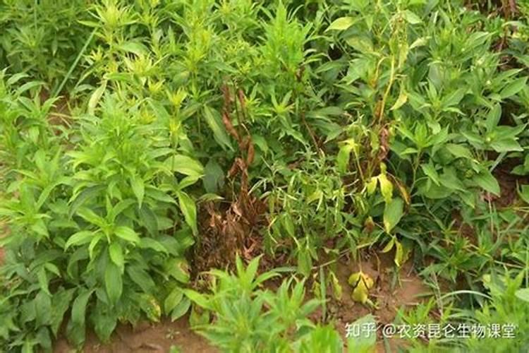 氮磷钾复合肥使用方法 怎样用氮磷钾复合肥浇花
