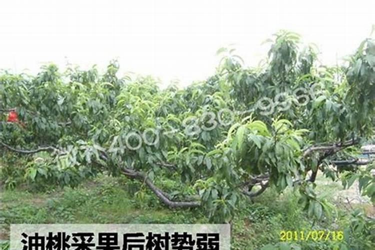 荔枝幼果期能施高钾复合肥吗？