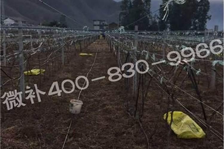 钾肥和复合肥还有尿数可以合在一起给水稻施肥吗？