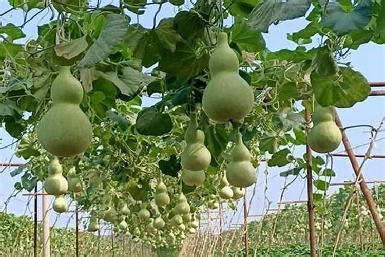 西葫芦卷叶怎么回事