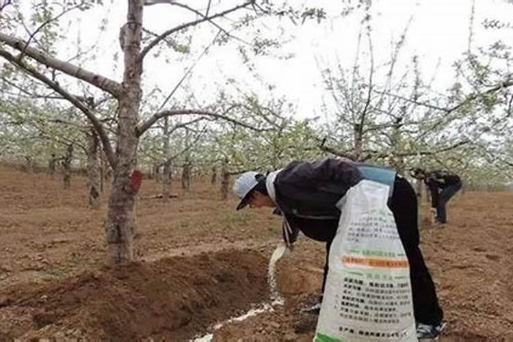 苹果树用什么肥料好