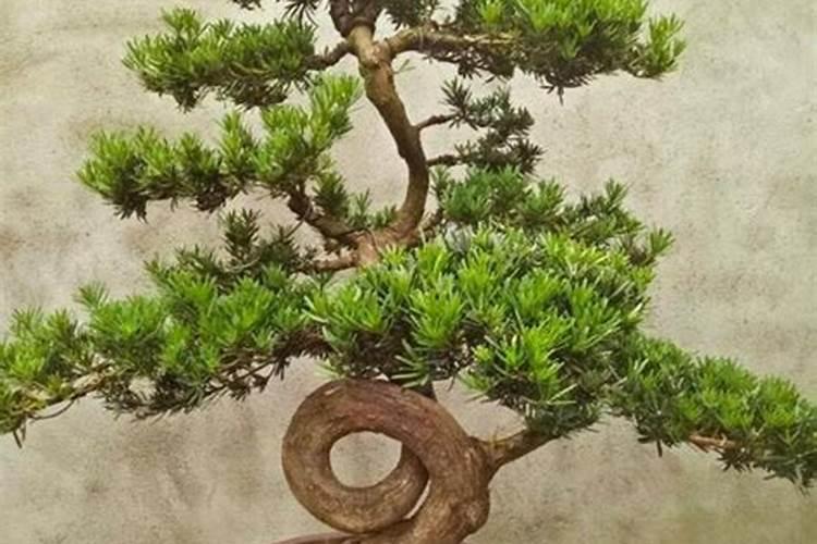 罗汉松用什么肥料最好