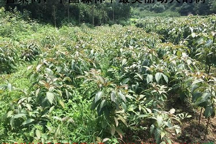 果树硼肥啥时施最佳